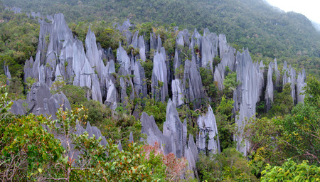 Pinnacles, Gunung Mulu, Borneoの写真素材