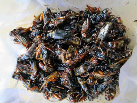 eating fried insects in Asiaの写真素材