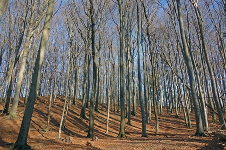 beech forest; ground covered by fallen leavesの写真素材