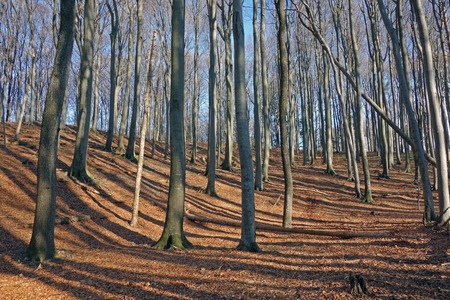 beech forest; ground covered by fallen leavesの写真素材