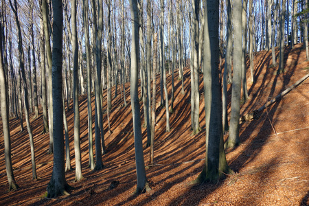 beech forest; ground covered by fallen leavesの写真素材