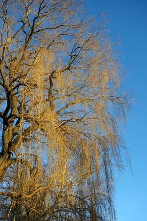 weeping willow tree and blue skyの写真素材