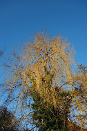 weeping willow tree and blue skyの写真素材