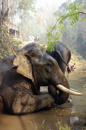 Working elephant camp near Taungoo Myanmar (Burma)の写真素材
