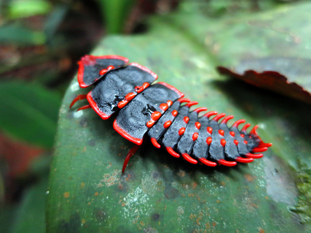 Trilobite Beetle in mount kinabalu national park, Borneo, Malaysiaの写真素材