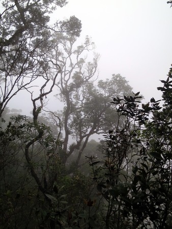 Beautiful, foggy rain forest in borneo, Malaysiaの写真素材