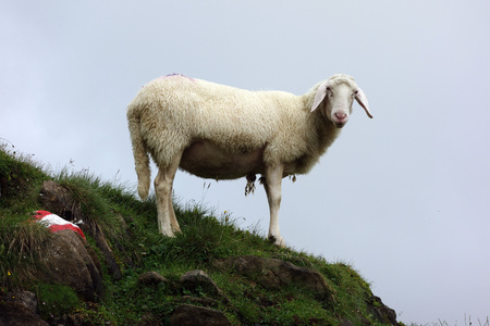 Sheep on a meadow in the mountains of Austriaの写真素材