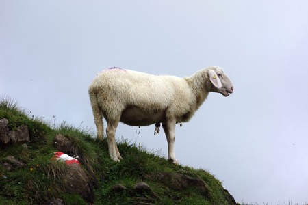 Sheep on a meadow in the mountains of Austriaの写真素材