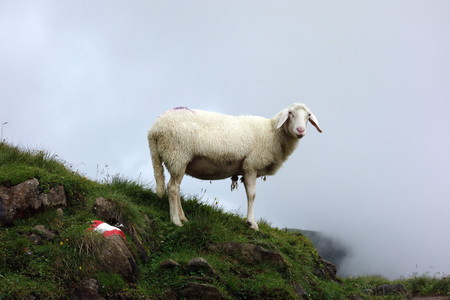 Sheep on a meadow in the mountains of Austriaの写真素材