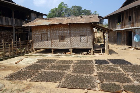 drying tea leaves in front of a hut in shan state, Kyaukme, Myanmarの写真素材