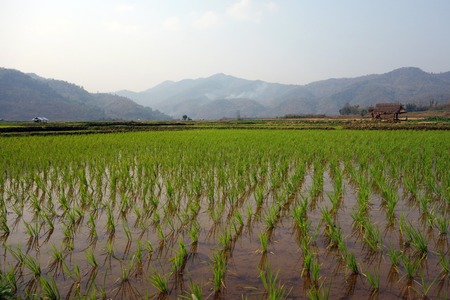 terraced rice fields in the mountains of shan state, next to kyaukme, Myanmarの写真素材