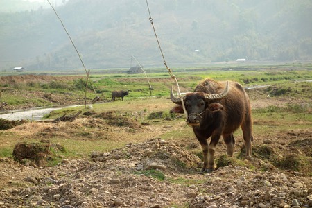 water buffalo in a rice field in shan state, next to Kyaukme, Myanmarの写真素材