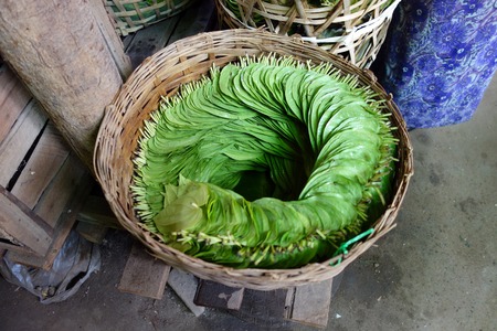 betel leaves, Myanmarの写真素材