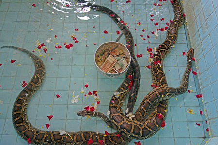 Snakes at temple in Paleik, next to Mandalayの写真素材