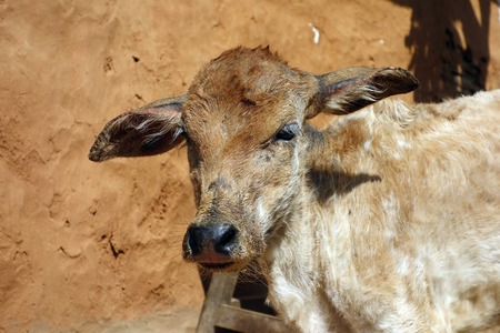 Young cattle standing staringの写真素材