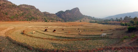 buffalo eating grass, Myanmarの写真素材
