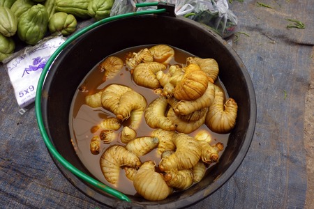 fat maggots, market in myanmarの写真素材