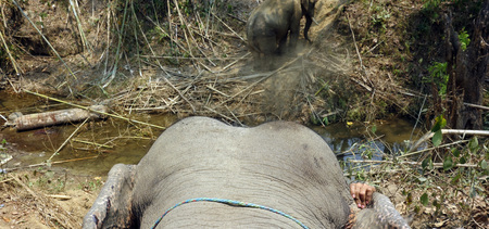 Working elephant, Myanmarの写真素材