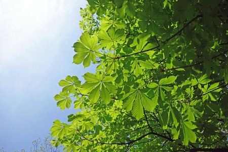 Spring leaves of chestnut treeの写真素材