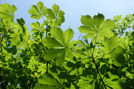 Spring leaves of chestnut treeの写真素材