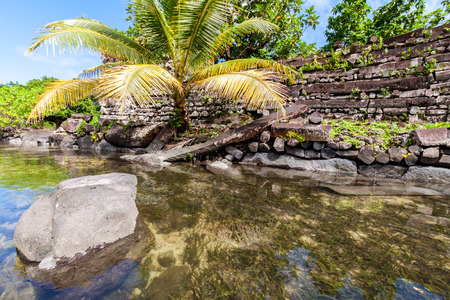 Canal of the Madness of Nandowas is a prehistoric ruined stone city wall, overgrown with palms. Pohnpei, Micronesia, Oceania.の写真素材