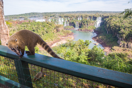 Dangerous wild coati (nasua) posing on Brazilian side of Iguazu falls national park, with argentinian side of Iguazu falls in the background in winter with cloudy skysの写真素材