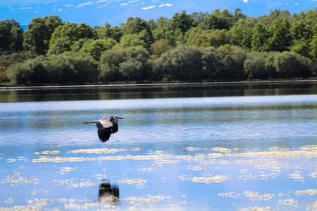 crane flyng over the walting for time to passの写真素材