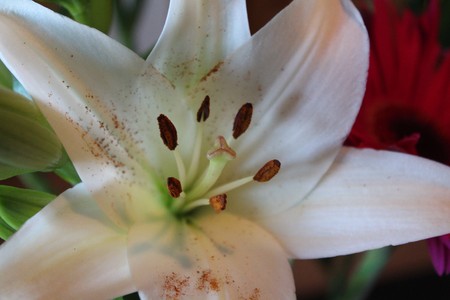 beautiful tropical flowers very large and of great smellの写真素材