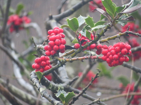 Beautiful red berries with a look very appetizingの写真素材