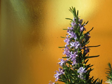 Beautiful Flower of romero prepared so that the bees come to by their pollenの写真素材