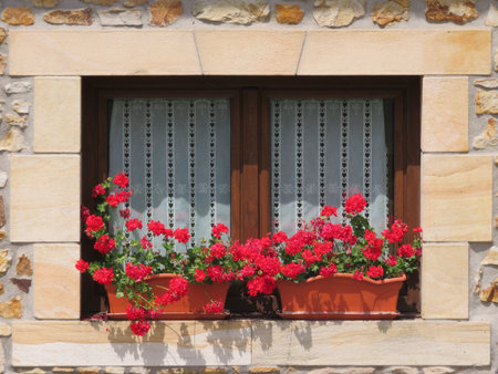 Beautiful wooden window decorated with red flowers of intense colorsの写真素材