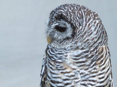 Beautiful picture of birds of prey of great size and penetrating stareの写真素材