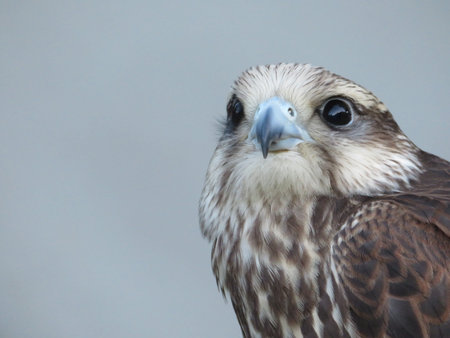 Beautiful picture of birds of prey of great size and penetrating stareの写真素材