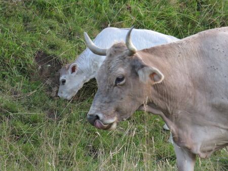Beautiful photo of cows in the field eating grassの写真素材