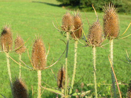 Beautiful purple flower pollen natural wild thistle field skewers