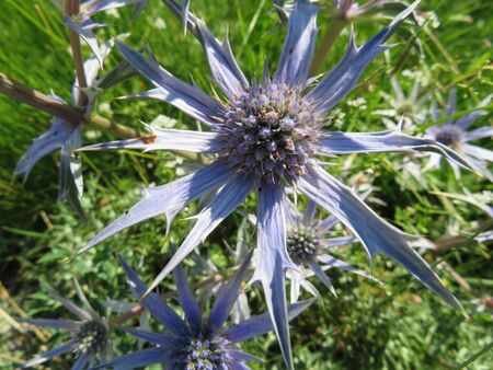 Beautiful Flower of wild thistle in the high mountainの写真素材