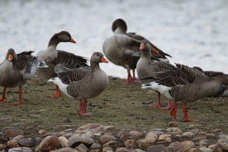 Beautiful ducks sunbathing and swimming in the waterの写真素材