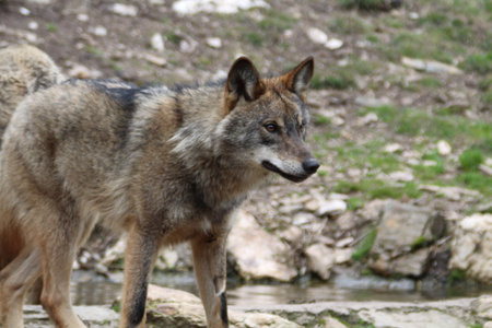 Beautiful iberian wolves in the mount playing in herd preparing the Hunt