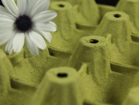 Daisy flower petals beautiful color odor natural aroma