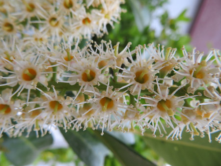 beautiful colorful flowers, aromatic, delicate, soft, fragile, natural, giftの写真素材