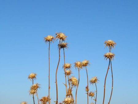 beautiful spiked thistle flower natural plant dried green ornamentの写真素材