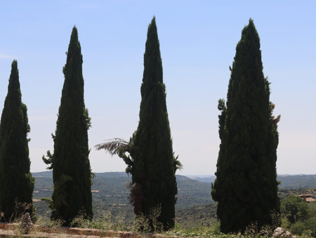 Beautiful landscapes with large trees and endless viewsの写真素材