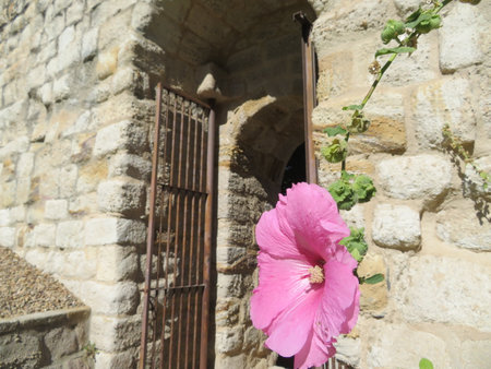 beautiful flower behind a delicate stone wallの写真素材