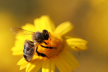 macro of bee in flower