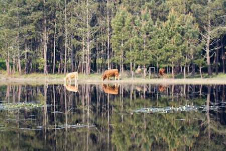 animal reflexions in the still lagoonの写真素材