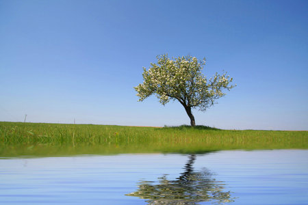 lonely tree with reflexion in waterの写真素材
