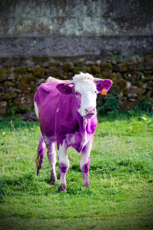 pink cowの写真素材