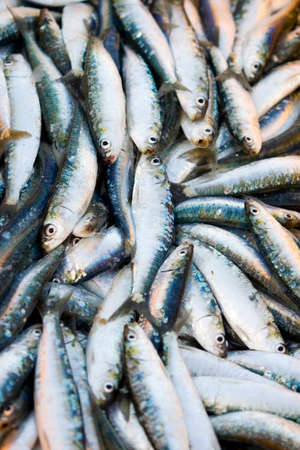 Fresh sardines packed at outdoor marketの写真素材