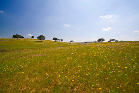Spring Landscape with colorful flowers and beautifull blue skyの写真素材