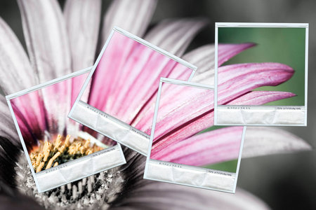 Composition with a group of polaroids photos restoring the color on a black and white backgroundの写真素材